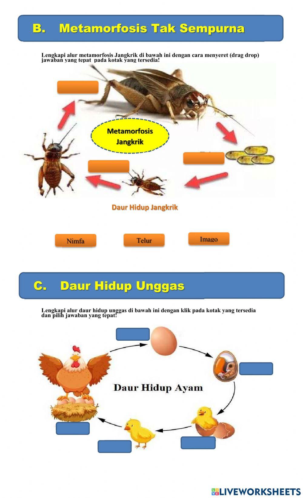 7 Contoh Soal IPA Kelas 4 Membandingkan Siklus Hidup Hewan yang Sering Keluar Saat Ujian