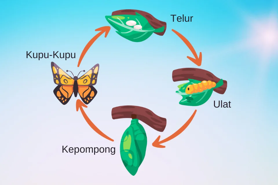 Siklus Hidup Makhluk Hidup Kuis Siklus Hidup Makhluk Hidup Kuis